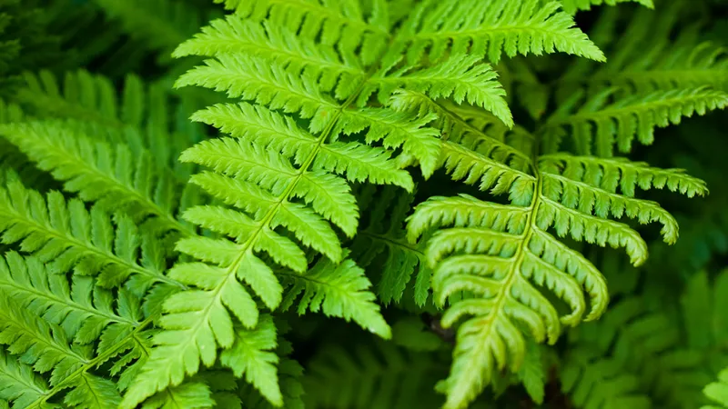 Botanical Description Ferns