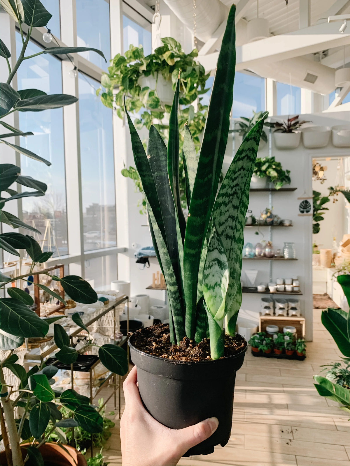 Sansevieria Black Coral