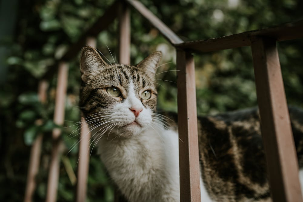A Close-up Shot of a Cat's Face with Whiskers