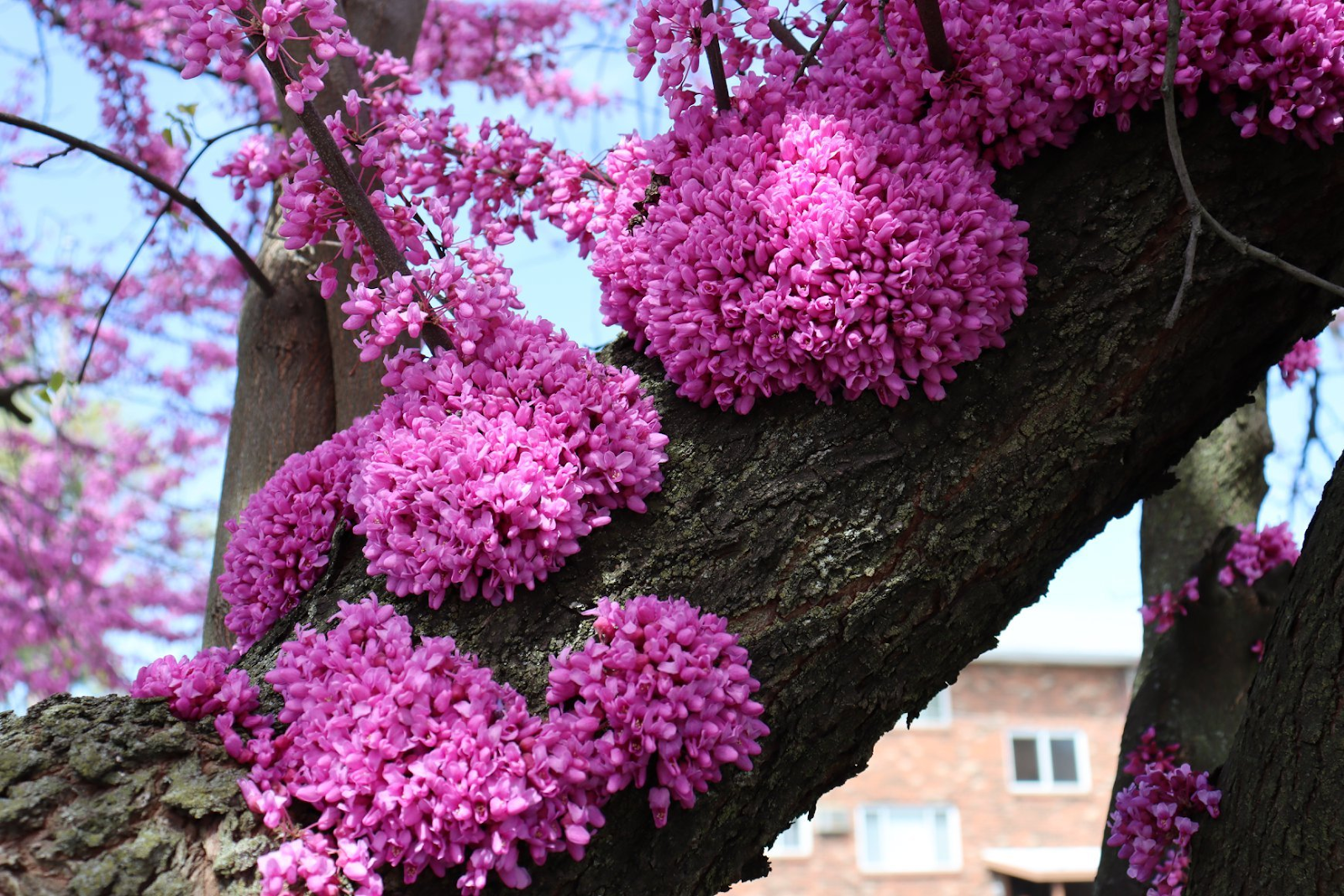 Eastern Redbud