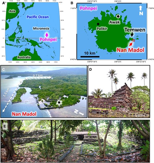 Maps of Pohnpei and Nan Madol. The ruins of Nan Madol and its artificial islets were built on the southeastern side of Pohnpei, Micronesia. A) Location of Pohnpei, the third largest island in Micronesia, in the northwest tropical Pacific Ocean. B) Map of Pohnpei showing the location of Nan Madol, capital of the Saudeleur Dynasty, located at the foot of Temwen Island. C) Aerial view of Nan Madol from the northeast. D) Northeastern corner of the outer wall of Nandowas islet (4–6 m in height, black arrow in C, location of the Royal Tomb Complex, built with columnar basalt and coral rubble). E) Central stone chamber at Nandowas where the Saudeleur chiefs were buried (photographed by Kataoka; courtesy of the National Museum of Ethnology, Osaka, Japan, used with permission). Maps in A and B were created with software Generic Mapping Tools Graphics v.5.1.1.