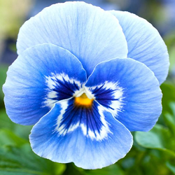 Pansy Flower