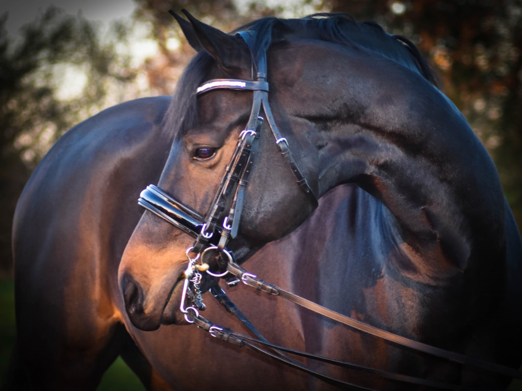 Fittend double bridle as required by the BHS Stage 4 exam