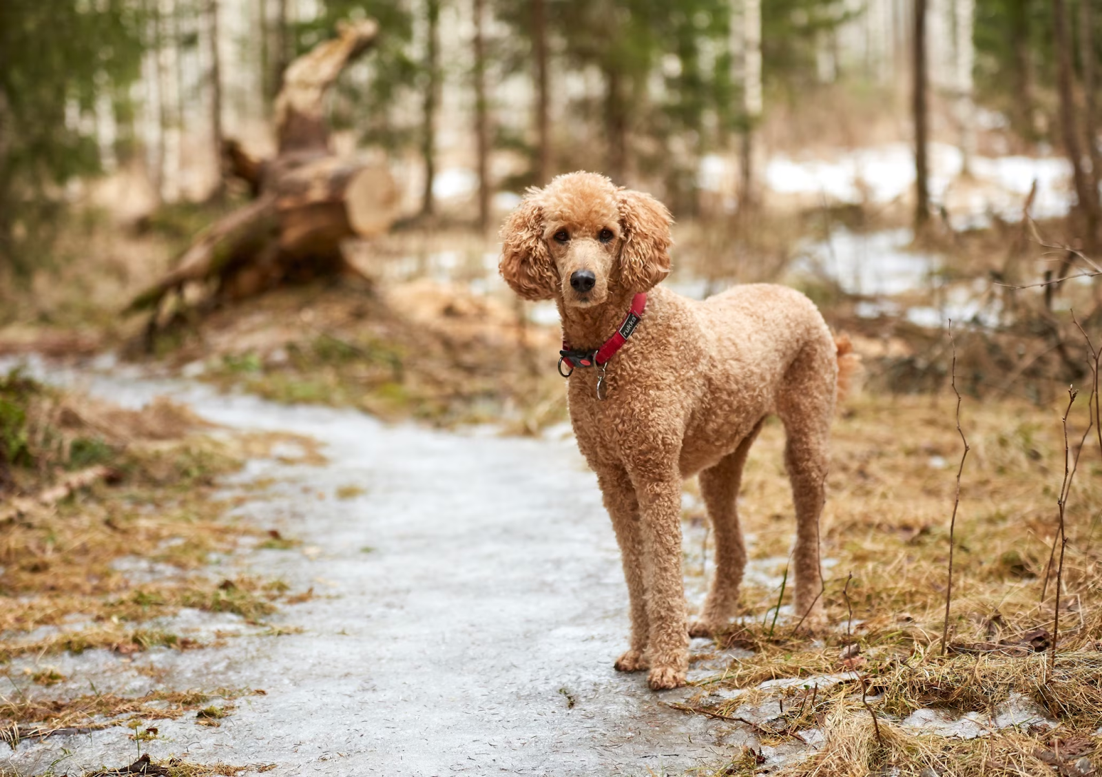 French Poodle