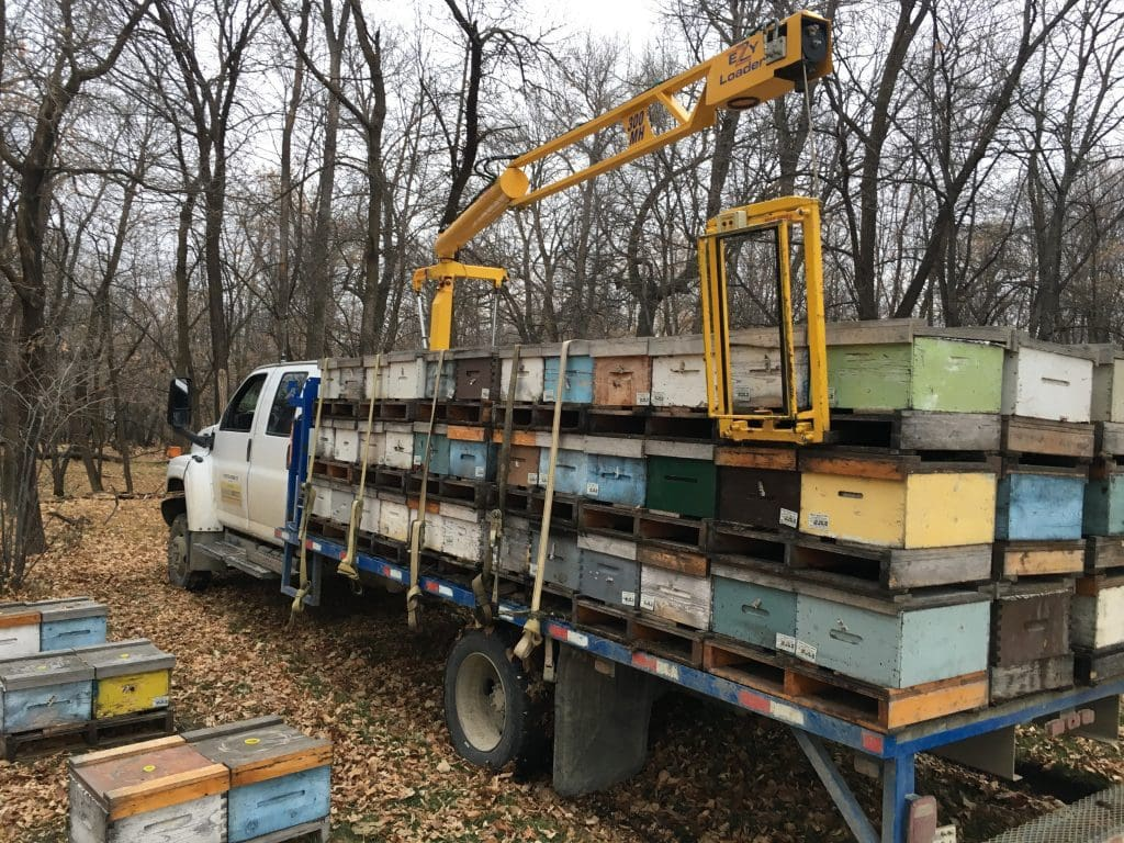 Comment transporter des abeilles ? - Non classifié(e)