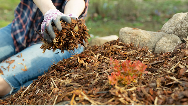 Will Vegetable Seeds Grow Through Mulch? Image showing a mulch for planting