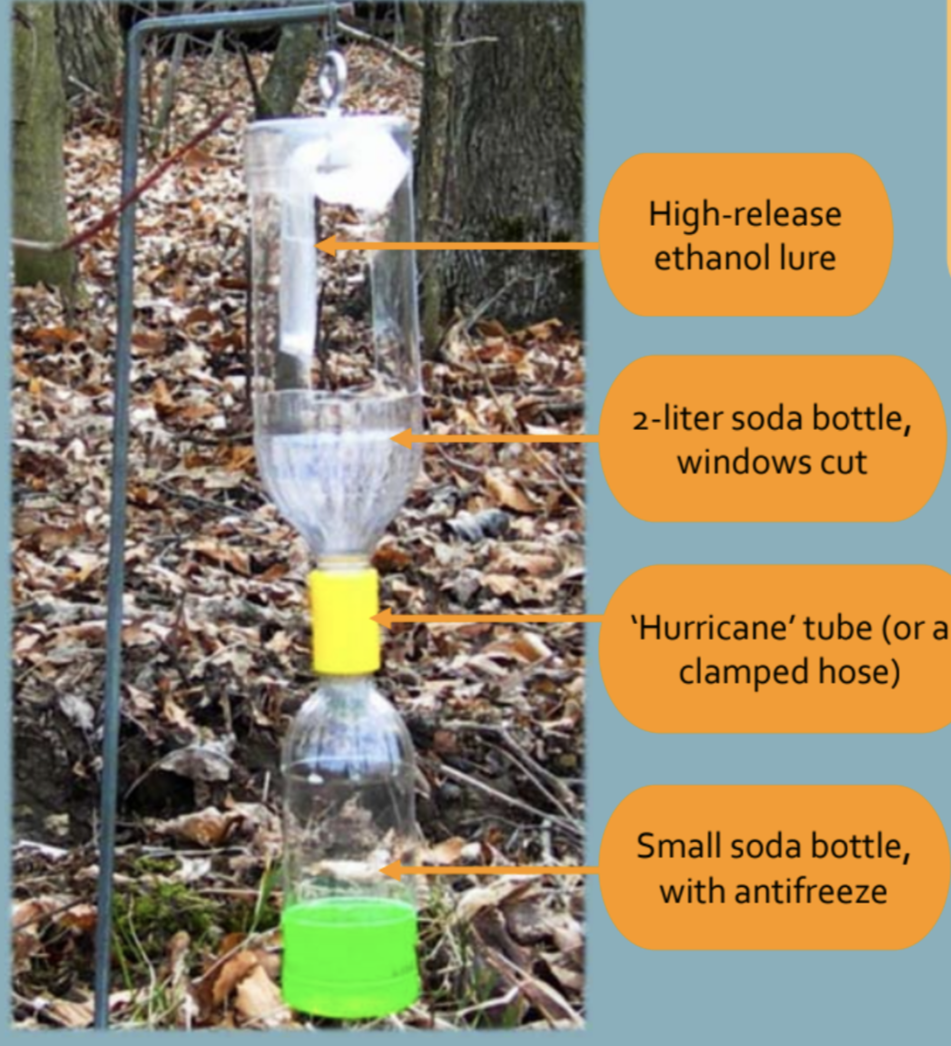 A chart showing Bark beetles are drawn to ethanol production from stressed plants.
