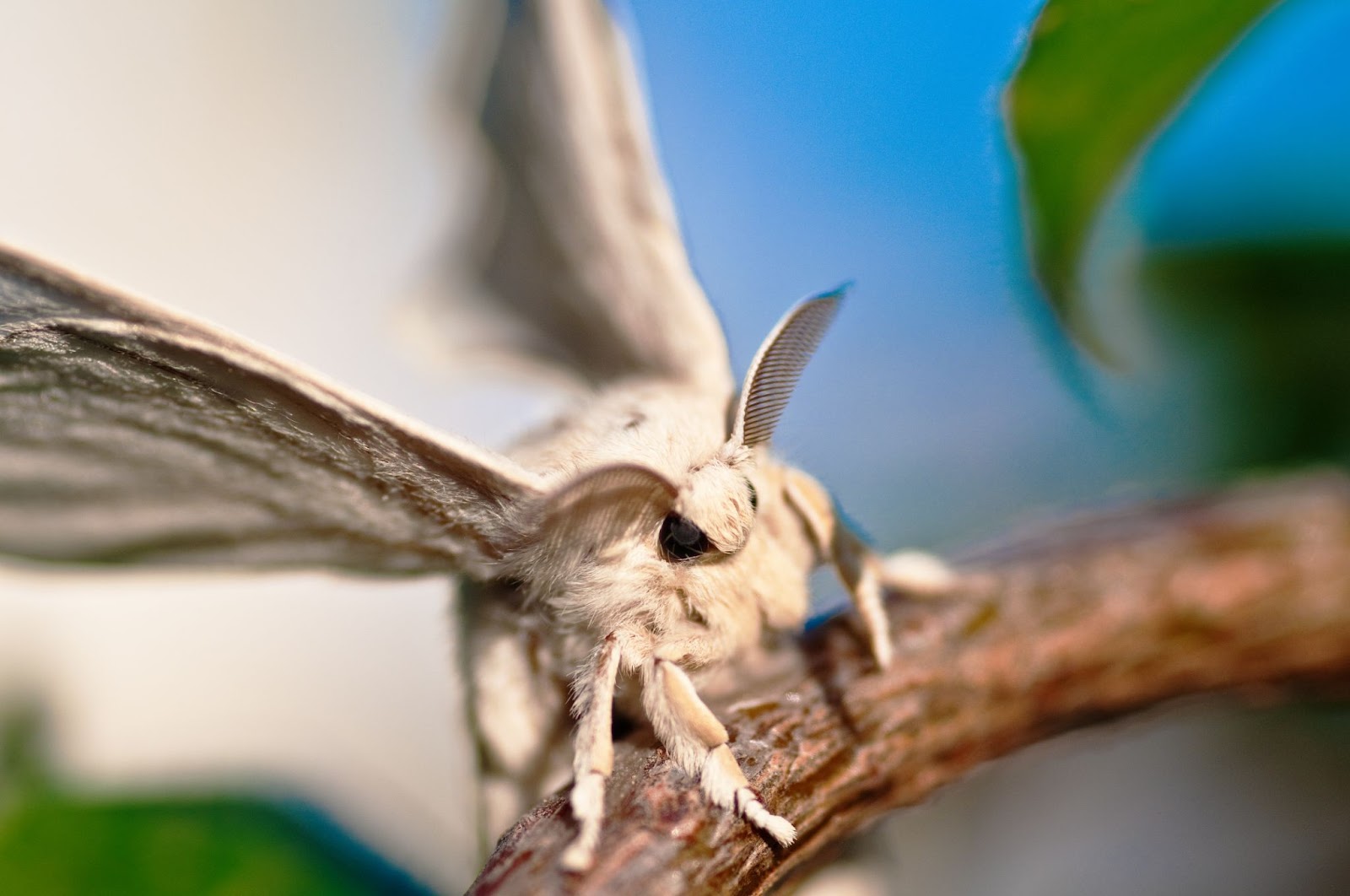 White silkworm with wings open, resting on a branch in a blurred outdoor setting.