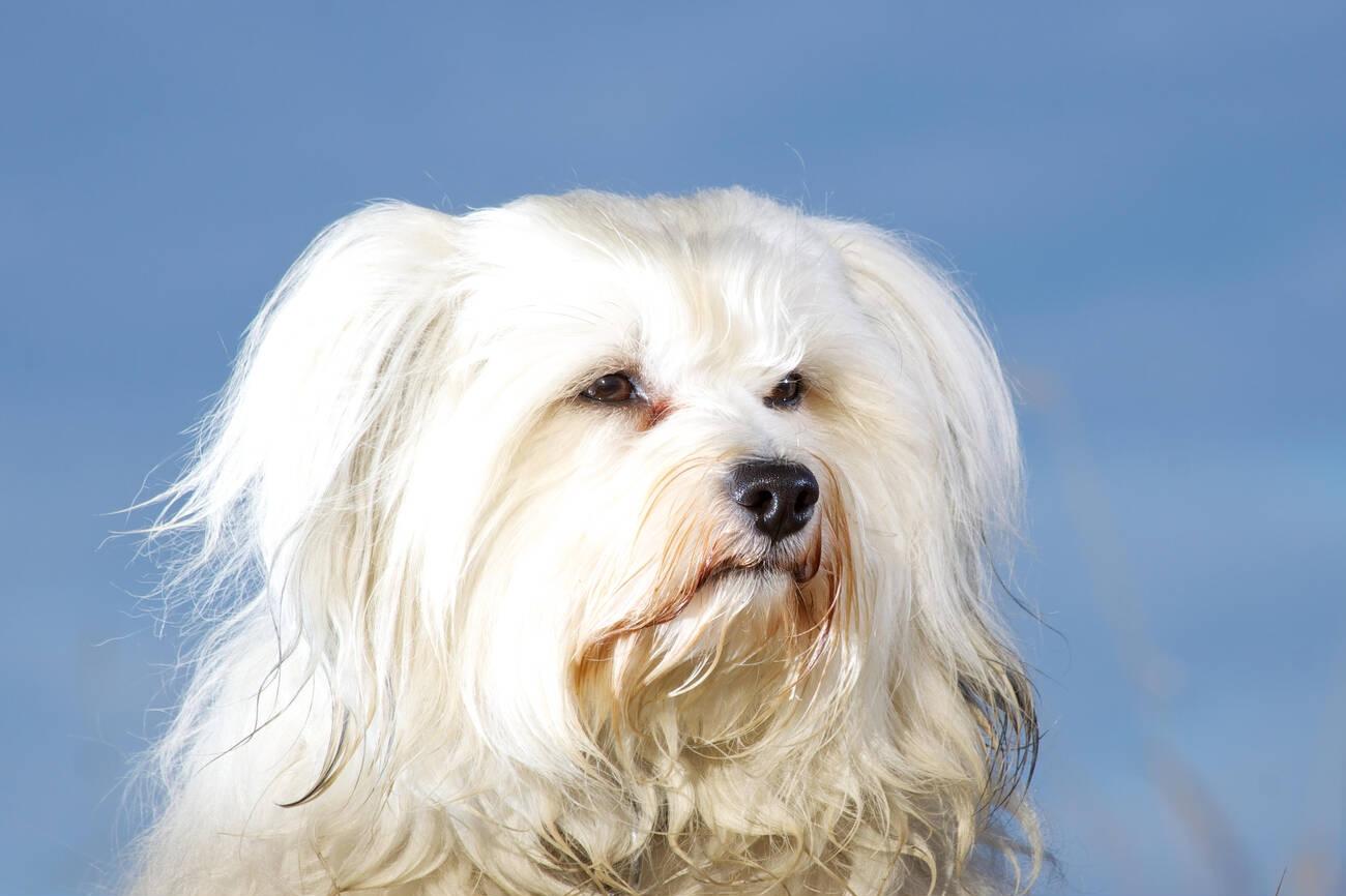 Havanese