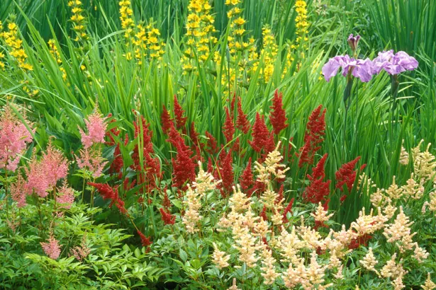 Physical Characteristics Astilbe