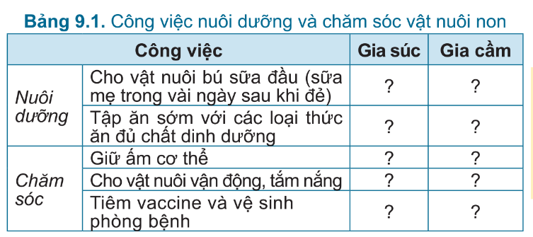 BÀI 9.NUÔI DƯỠNG VÀ CHĂM SÓC VẬT NUÔIMỞ ĐẦUCâu hỏi: Gia đình em đã hoặc đang chăn nuôi loại vật nuôi nào? Hãy kể một số công việc trong nuôi dưỡng và chăm sóc vật nuôi đó.Đáp án chuẩn:- Chó, gà, vịt.- Cung cấp thức ăn, vệ sinh chuồng trại, tắm cho vật nuôi, tiêm phòng 1. VAI TRÒ CỦA VIỆC NUÔI DƯỠNG VÀ CHĂM SÓC VẬT NUÔICâu hỏi : 1. Em hãy quan sát Hình 9.1 và chọn từ hoặc cụm từ thích hợp vào ô trồng với các cụm từ gợi ý sau: (a) khả năng sinh sản; (b) sức đề kháng; (c) nhiều; (d) sản phẩm; (e) chất lượng đàn con tốt; (g) khỏe mạnh.2. Em hãy cho biết vai trò của việc nuôi dưỡng và chăm sóc vật nuôi.Đáp án chuẩn:1. - (1)-(g) Khỏe mạnh- (2)-(b) Sức đề kháng- (3)-(d) Sản phẩm- (4)-(a) Khả năng sinh sản- (5)-(c) Nhiều- (6)-(e) Chất lượng đàn con tốt2. Tăng khối lượng, kích thước cơ thể và sản xuất sản phẩm chất lượng cao.2. NUÔI DƯỠNG VÀ CHĂM SÓC VẬT NUÔI2.1.Nuôi dưỡng và chăm sóc vật nuôi conCâu hỏi: Em hãy lựa chọn những công việc nuôi dưỡng và chăm sóc phù hợp cho gia súc, gia cầm non trong bảng 9.1.Đáp án chuẩn:Công việcGia súcGia cầmNuôi dưỡngCho vật nuôi bú sữa đầu ( sữa mẹ trong vài ngày đầu sau khi đẻ)x Tập ăn sớm với các loại thức ăn đủ chất dinh dưỡngxxChăm sócGiữ ấm cơ thểxxCho vật nuôi vận động, tắm nắngxxTiêm vaccine và vệ sinh phòng bệnhxxLuyện tập : 1. Em hãy nêu tên các công việc nuôi dưỡng và chăm sóc vật nuôi non trong Hình 9.22. Em hãy chỉ ra những lợi ích của từng công việc nuôi dưỡng và chăm sóc vật nuôi nonĐáp án chuẩn:1. - Hình 9.2a: Cho vật non ăn đủ chất dinh dưỡng sớm.- Hình 9.2b: Tiêm vaccine phòng bệnh.- Hình 9.2c: Vệ sinh chuồng nuôi.- Hình 9.2d: Vận động, tắm nắng cho vật nuôi.- Hình 9.2e: Cho vật nuôi bú sữa đầu.- Hình 9.2g: Sưởi ấm vật nuôi non.2. Giúp vật nuôi non chống lại bệnh tật.2.2. Nuôi dưỡng và chăm sóc vật nuôi đực giốngCâu hỏi: Em hãy nêu lợi ích của từng công việc nuôi dưỡng và chăm sóc vật nuôi đực giống trong Hình 9.3Đáp án chuẩn:Để vật nuôi có sức khỏe tốt, tránh mầm bệnh. 2.3.Nuôi dưỡng và chăm sóc vật nuôi cái sinh sảnCâu hỏi: Em hãy lựa chọn những công việc nuôi dưỡng, chăm sóc gia súc cái sinh sản thích hợp cho từng giai đoạn trong Bảng 9.2Đáp án chuẩn:Công việcGiai đoạnHậu bịMang thaiNuôi conCho vật nuôi vận động thường xuyênx  Thường xuyên tắm chải x Cho ăn vừa đủ để không bị quá béo hay quá gầy x Cho ăn thức ăn có mức năng lượng và protein cao, đầy đủ chất khoáng và vitaminx xTiêm phòngxxxCho ăn đủ lượng thức ăn và đủ chất dinh dưỡng để thai phát triển tốt x Chuồng trại thông thoáng, khô sạch về mùa hè và ấm áp vào mùa đôngxxxVận động nhẹ nhàng x VD.1. Hãy nêu những công việc đã làm tốt, chưa tốt trong hoạt động chăn nuôi tại địa phương em và đưa ra biện pháp khắc phục.2. Em hãy liệt kê những công việc nuôi dưỡng và chăm sóc một loại vật nuôi phổ biến. Hãy đề xuất với gia đình hoặc những người chăn nuôi xung quanh thực hiện. Đáp án chuẩn:1.  HS tự quan sát thực tế tại gia đình và địa phương2. Thức ăn cho chó và nước uống, không gian3. LẬP KẾ HOẠCH , TÍNH TOÁN CHI PHÍ CHO VIỆC NUÔI DƯỠNG VÀ CHĂM SÓC GÀ THỊT THẢ VƯỜN