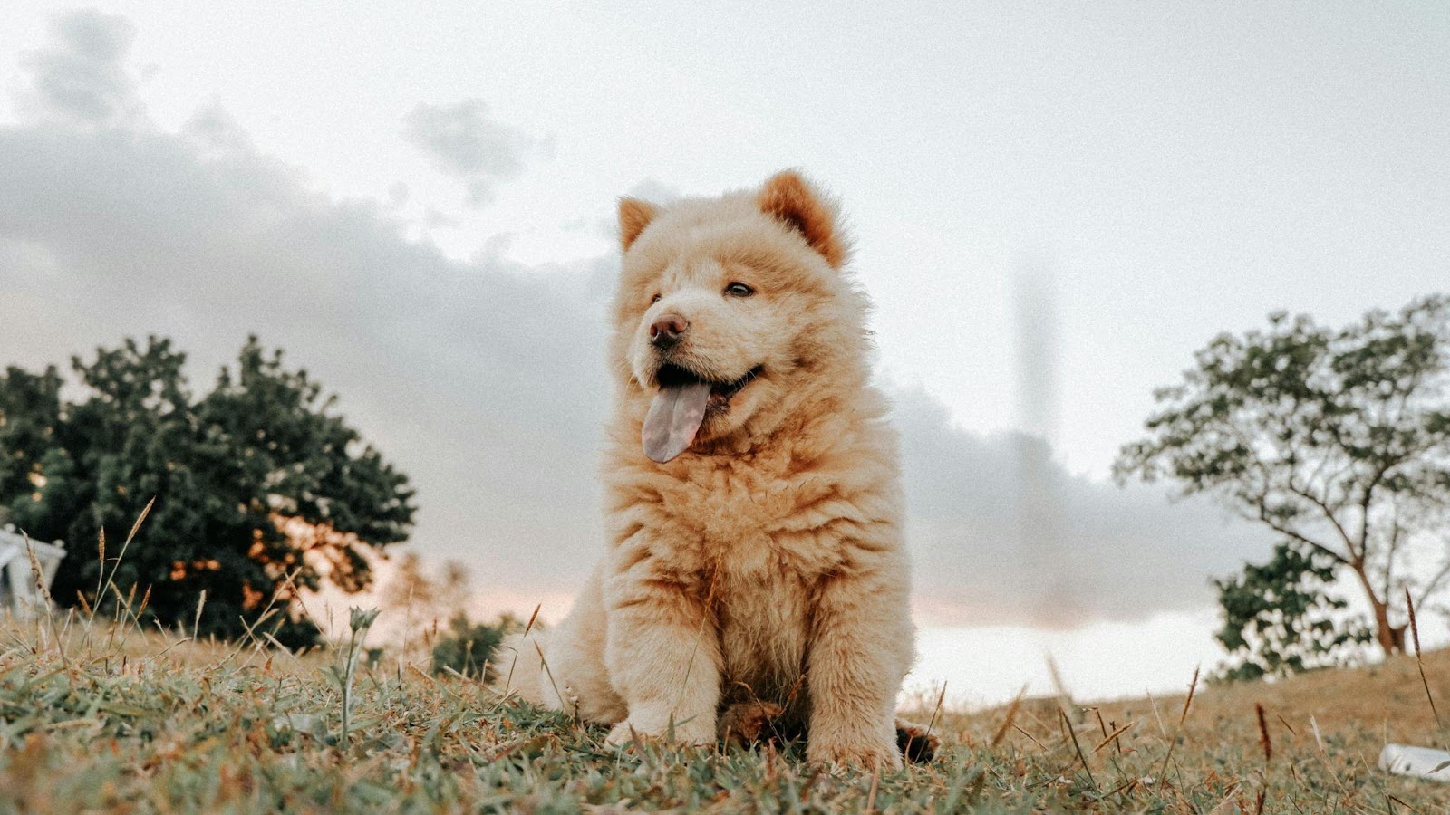 Chow Chows: The Aloof Fluffballs