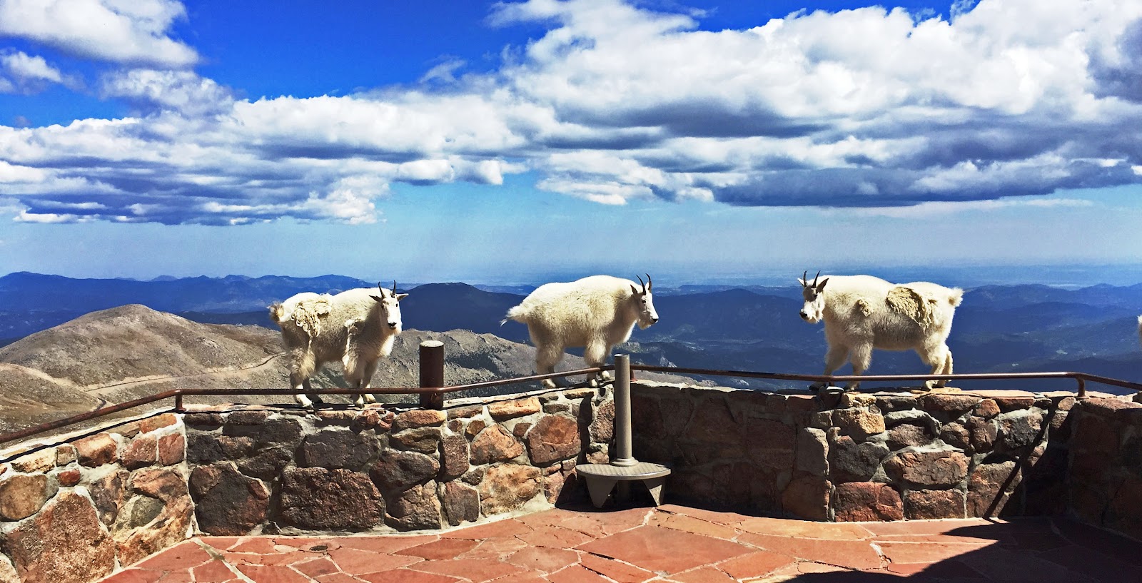 Cycling Mt. Evans, Colorado - view from lookout point at top of climb, three big horn sheep standing on low rock retaining wall overlooking mountainside, blue sky and white clouds in distance