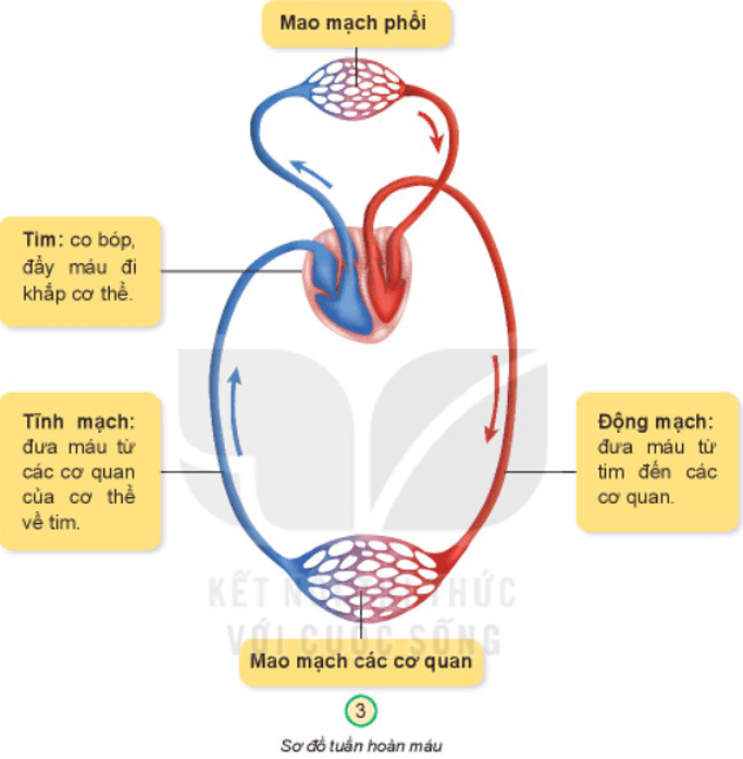 BÀI 20. CƠ QUAN TUẦN HOÀNMỞ ĐẦUCâu hỏi: Cùng thực hiện:Hãy đặt bàn tay lên ngực hoặc lên cổ và ấn nhẹ, em cảm nhận thấy gì?Đáp án chuẩn:Khi đặt bàn tay lên ngực hoặc lên cổ và ấn nhẹ, em cảm nhận được từng nhịp đập.KHÁM PHÁCâu 1: Quan sát hình, chỉ và nói tên các bộ phận chính của cơ quan tuần hoàn.Đáp án chuẩn:Các bộ phận chính của cơ quan tuần hoàn là: tim và các mạch máu.Câu 2: Quan sát hình 3 và cho biết chức năng một số bộ phận của cơ quan tuần hoàn.Đáp án chuẩn:Mao mạch: nối động mạch với tĩnh mạch.Tim: co bóp, đẩy máu đi khắp cơ thể.Tĩnh mạch: đưa máu từ các cơ quan của cơ thể về tim.Động mạch: đưa máu từ tim đến các cơ quan.Câu 3: Cơ quan tuần hoàn có chức năng gì?Đáp án chuẩn:Cơ quan tuần hoàn có chức năng vận chuyển máu chứa khí ô-xi và chất dinh dưỡng đi nuôi cơ thể, thu nhận khí các-bô-níc và chất thải đưa ra khỏi cơ thể.THỰC HÀNHCâu hỏi: Hãy xếp các thẻ chữ thích hợp vào sơ đồ quan tuần hoàn và nêu chức năng của chúng. Đáp án chuẩn:VẬN DỤNG