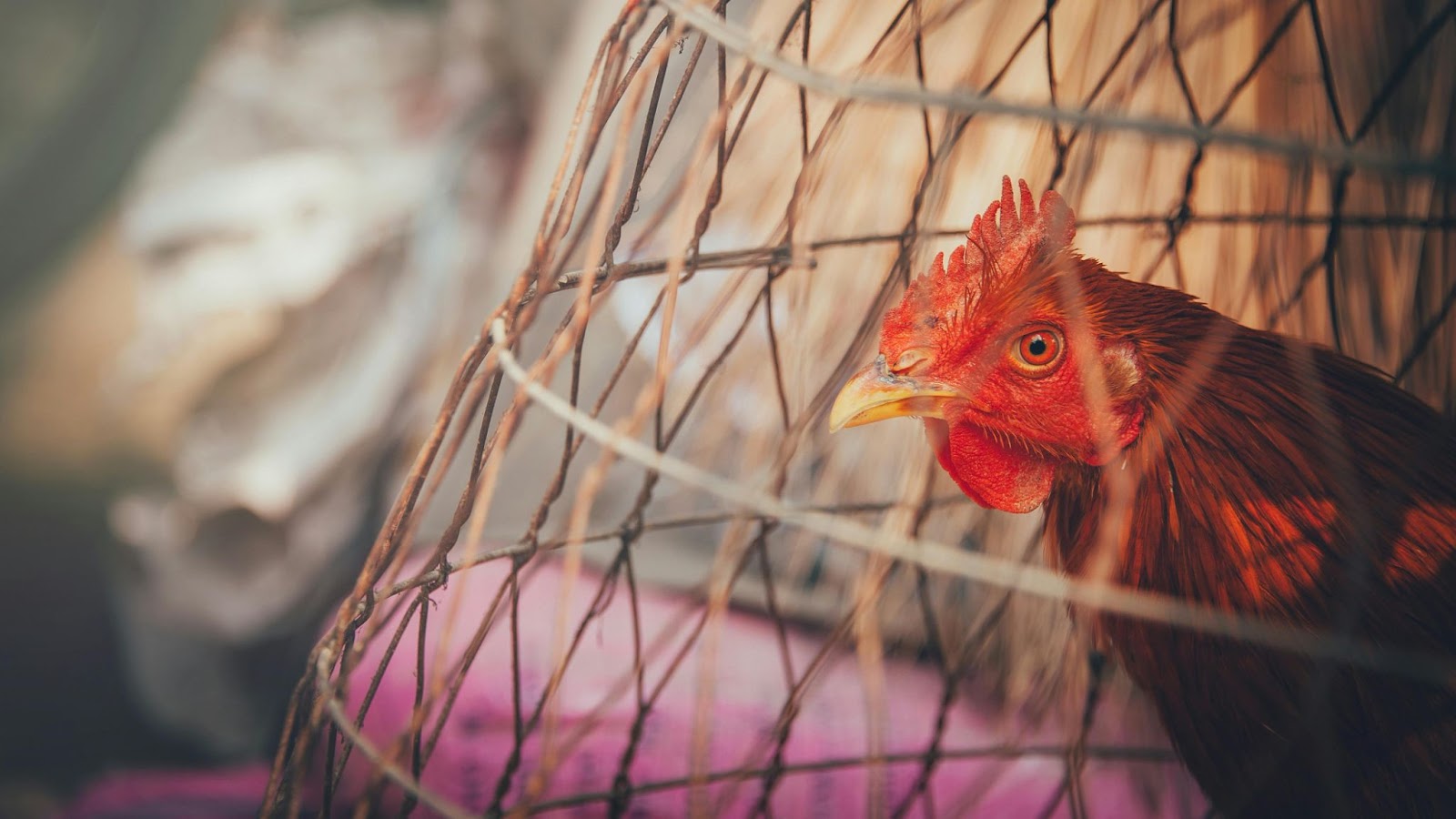 chicken inside rustic bamboo cage