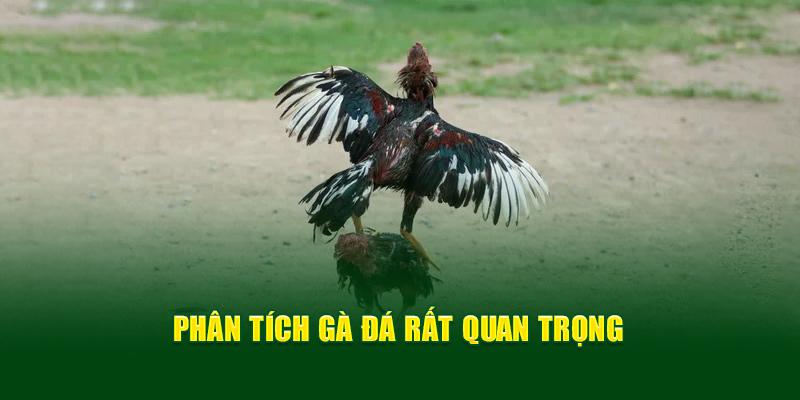 Phân tích gà rất quan trọng