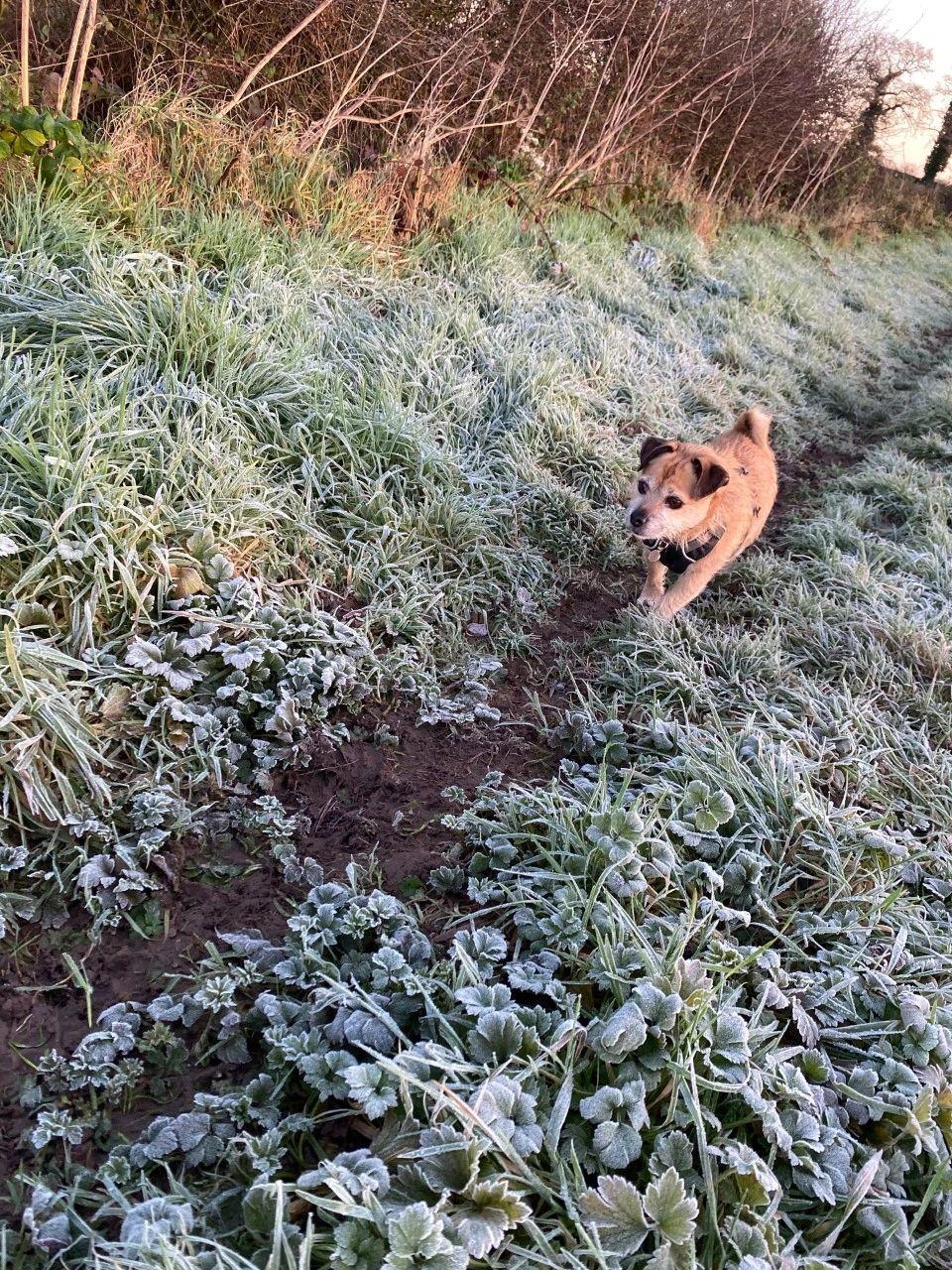 Maisy the jack russell cross pug enjoying her walk