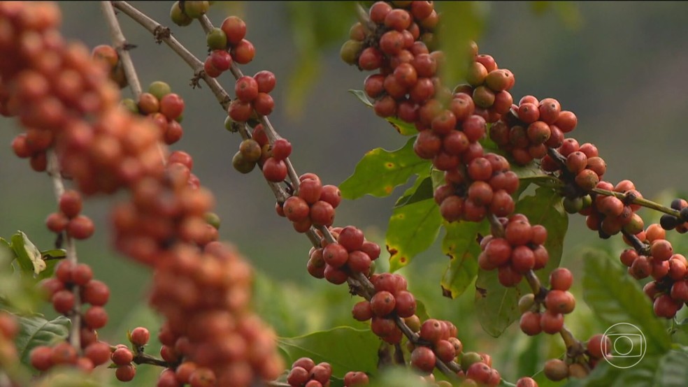 Em 2024, a safra do Brasil foi menor devido  seca e s altas temperaturas  Foto: Reproduo/TV Globo