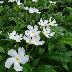 Crape Jasmine Formula