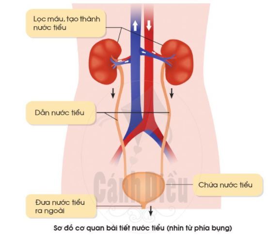 2. Chức năng của các cơ quan bài tiết nước tiểuCâu 1: Hãy chỉ và nói chức năng từng bộ phận của cơ quan bài tiết nước tiểu trong hình dưới đây?Đáp án chuẩn:Chỉ và nói chức năng từng bộ phận của cơ quan bài tiết nước tiểu trong hình:  Cầu thận lọc máu và tạo thành nước tiểu - qua ống dẫn nước tiểu - tới bàng quang chứa nước tiểu - sau đó đưa nước tiểu ra ngoài.Câu 2: Điều gì sẽ xảy ra với cơ thể nếu cơ quan bài tiết nước tiểu ngừng hoạt động?Đáp án chuẩn:Điều sẽ xảy ra với cơ thể nếu cơ quan bài tiết nước tiểu ngừng hoạt động: khiến thận chúng ta bị tổn thương và lâu về sau sẽ bị hư thận và con người sẽ chết.3. Một số cách phòng tránh bệnh sỏi thận