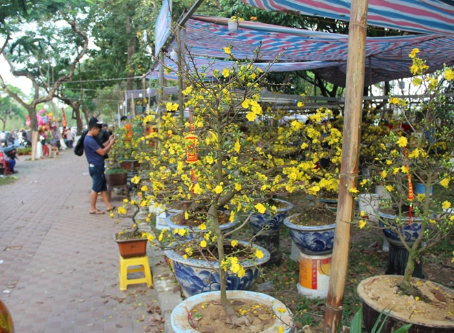 Chợ hoa Trần Hưng Đạo khoác lên màu sắc rực rỡ mỗi dịp Tết đến xuân về