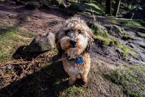 Cockapoo