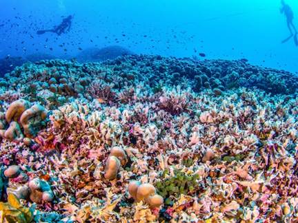 World's largest known coral discovered in Solomon Islands | Coral | The  Guardian