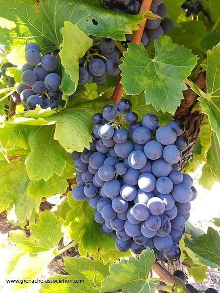 7th Annual Grenache Day September 16th – A Beauty Feature