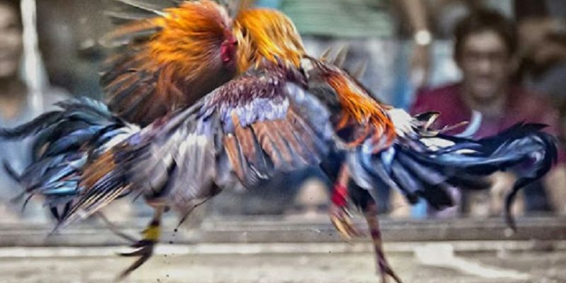 Link Đá Gà Trực Tiếp Thomo Campuchia
