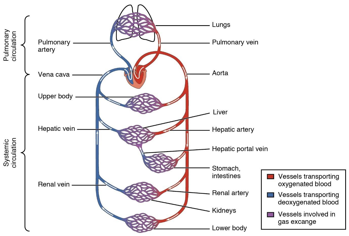 double circulation in human beings