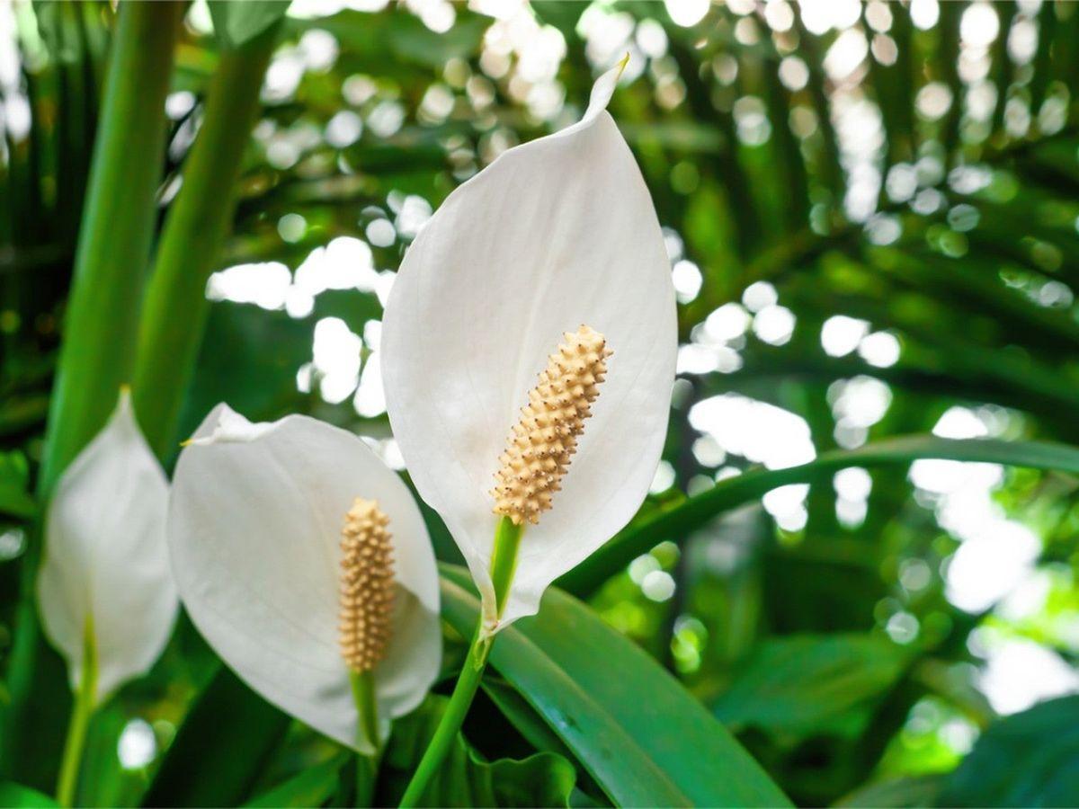 White Spathes Part of Peace Lily Plant