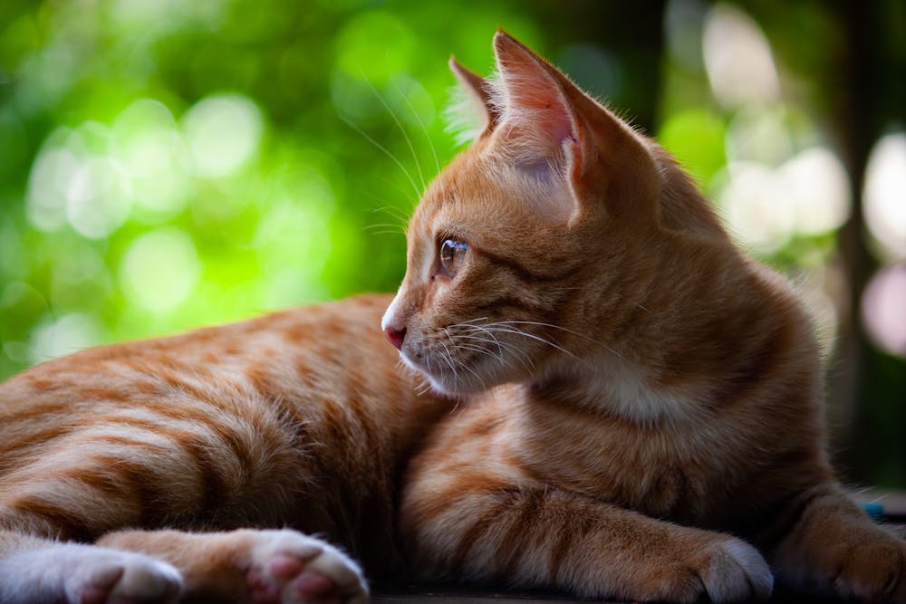 Shallow Focus Photo of Orange Tabby Cat