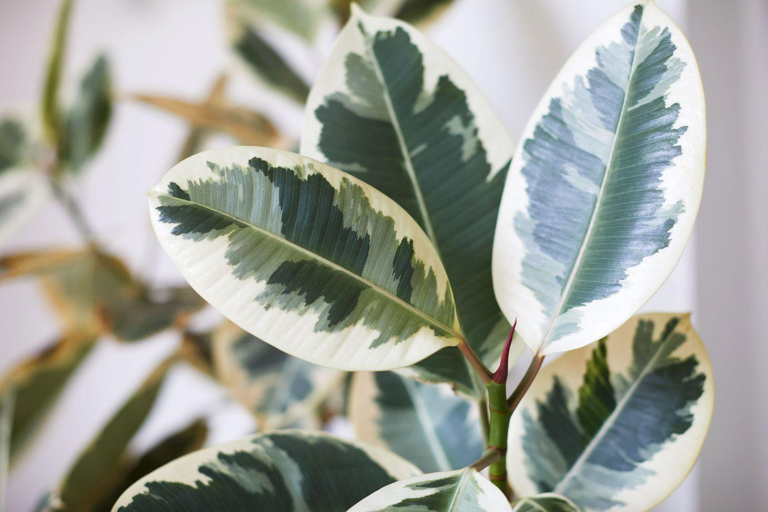 Variegata Type of Rubber Plant