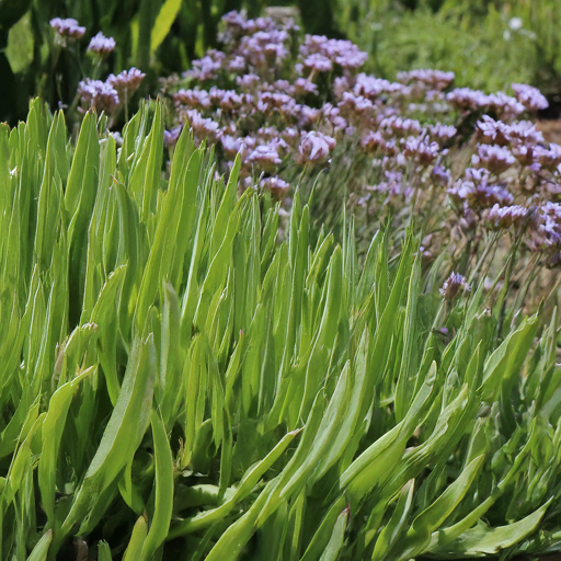 Ideal Growing Conditions for Sea-lavender