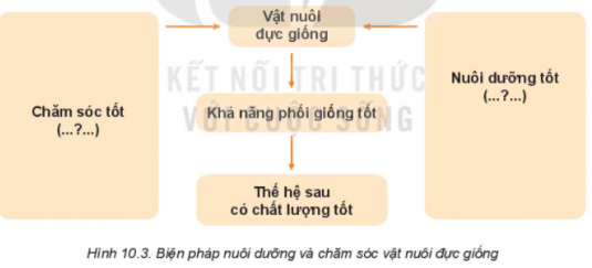 BÀI 10: NUÔI DƯỠNG VÀ CHĂM SÓC VẬT NUÔII. VAI TRÒ CỦA NUÔI DƯỠNG VÀ CHĂM SÓC VẬT NUÔICâu hỏi: Quan sát Hình 10.1 và cho biết nuôi dưỡng, chăm sóc vật nuôi bao gồm những công việc gì.Đáp án chuẩn:Hình 10.1a: Cho vật nuôi ănHình 10.1b: Vệ sinh chuồng nuôi sạch sẽHình 10.1c: Tiêm phòng cho vật nuôiHình 10.1d: Tắm chải cho vật nuôiCâu hỏi: Nếu cho vật nuôi ăn thừa hoặc thiếu chất dinh dưỡng thì sẽ xảy ra hiện tượng gì?Đáp án chuẩn:- Thừa dinh dưỡng: Gây ngộ độc, rối loạn tiêu hóa.- Thiếu dinh dưỡng: Gây còi xương, chậm lớn, thiếu máu. II. NUÔI DƯỠNG VÀ CHĂM SÓC VẬT NUÔI ĐỰC NONCâu hỏi: Quan sát Hình 10.2 và cho biết việc làm ở mỗi hình có tác dụng gì.Đáp án chuẩn:- Hình 10.1a: Cho vật nuôi con bú thêm sữa nhằm cho bê con có đủ chất dinh dưỡng, nhiều kháng thể, giúp vật nuôi non chống lại bệnh tật.- Hình 10.1b: Sưởi ấm cho gà con để tránh nhiễm lạnh, phát sinh các bệnh về hô hấp, tiêu hóa cho vật nuôi non.III. NUÔI DƯỠNG VÀ CHĂM SÓC VẬT NUÔI ĐỰC GIỐNGCâu hỏi: Đọc nội dung mục III kết hợp quan sát Hình 10.3, nêu ý nghĩa và biện pháp nuôi dưỡng chăm sóc vật nuôi đực giốngĐáp án chuẩn:Ý nghĩa: có vai trò hết sức quan trọng trong khả năng phối giống và ảnh hưởng đến số lượng và chất lượng của vật nuôi đời sau.Biện pháp: - Đảm bảo dinh dưỡng đầy đủ.- Chuồng trại vệ sinh.- Khai thác tinh khoa học.Câu hỏi: Sử dụng internet, sách, báo,.. để tìm hiểu về tác hại của đực giống quá béo hoặc quá gầy.Đáp án chuẩn:- Tác hại của đực giống quá béo hoặc quá gầy:- Ảnh hưởng xấu đến số lượng và chất lượng đàn con, sức đề kháng và chất lượng đàn con không tốtIII. NUÔI DƯỠNG VÀ CHĂM SÓC VẬT NUÔI CÁI SINH SẢNCâu hỏi: Đọc nội dung mục IV kết hợp quan sát Hình 10.4, nêu ý nghĩa và biện pháp nuôi dưỡng, chăm sóc vật nuôi cái sinh sản.Đáp án chuẩn:Ý nghĩa: có ý nghĩa quan trọng, có ảnh hưởng trực tiếp đến số lượng và chất lượng đàn con.- Hậu bị: Cho ăn vừa phải, hạn chế ánh sáng (gia cầm).- Có chửa: Cho ăn đủ để thai phát triển tốt.- Đẻ và nuôi con: Cho ăn tự do.LUYỆN TẬPCâu hỏi: Chọn từ hoặc cụm từ in nghiêng: phòng bệnh, tập cho vật nuôi non ăn sớm, kháng thể để hoàn thành các câu sau:Khi nuôi dưỡng và chăm sóc vật nuôi non cần chú ý cho chúng uống sữa đầu ngay vì sữa đầu ngay vì sữa đầu có chất dinh dưỡng và ...(1)...Cần ...(2)...để bổ sung sự thiếu hụt chất dinh dưỡng trong sữa mẹCần ...(3)...cho vật nuôi bằng cách tiêm vaccine, giữ vệ sinh sạch sẽ.Đáp án chuẩn:(1) kháng thể(2) tập cho vật nuôi non ăn sớm(3) phòng bệnhCâu hỏi: Vật nuôi non và vật nuôi trưởng thành có đặc điểm gì khác nhau? Thức ăn và cách chăm sóc vật nuôi non khác với vật nuôi trưởng thành như thế nào?Đáp án chuẩn:Vật nuôi non: Do các cơ quan chưa phát triển hoàn thiện, đặc biệt là hệ điều nhiệt và miễn dịch, nên sức đề kháng kém, dễ bị bệnh.Câu hỏi: So sánh biện pháp nuôi dưỡng và chăm sóc vật nuôi non, vật nuôi đực giống và vật nuôi cái sinh sản.Đáp án chuẩn:Tiêu chí so sánhVật nuôi nonVật nuôi đực giốngVật nuôi cái sinh sảnBiện pháp nuôi  dưỡngGiữ ấm cho vật nuôi, chăm sóc chu đáo.Chuồng nuôi phải luôn được làm vệ sinh sạch sẽ, khô ráo, thông thoáng, yên tĩnh.Cho con non bú sữa đầu của mẹ càng sớm càng tốt.Tập cho vật nuôi non ăn sớm thức ăn đủ dinh dưỡng để bổ sung các chất dinh dưỡng thiếu hụt trong sữa mẹ.Cho vật nuôi vận động và tiếp xúc với ánh nắng vào buổi sáng sớm.Cho ăn thức ăn chất lượng cao, giàu chất đạm. Cho ăn vừa đủ để chúng không quá béo, quá gầyChuồng nuôi rộng rãi, phù hợp, vệ sinh sạch sẽ, khô ráo, mát về mùa hè, ấm về mùa đông.Tắm chải và vận động thường xuyên.Khai thác tinh hay cho giao phối khoa học.Chia thành 3 giai đoạn:Giai đoạn hậu bị:Cho ăn vừa đủ về số lượng và chất lượng.Cho vật nuôi vận động thường xuyênGiai đoạn mang thai:Cho ăn đủ lượng thức ăn và đủ chất dinh dưỡng (đặc biệt là protein và khoáng chất);Thường xuyên tắm chải;Cho vật nuôi vận động nhẹ nhàng.Giai đoạn đẻ và nuôi con:Cho ăn thức ăn có mức năng lượng và protein cao, đầy đủ chất khoáng và vitamin. VẬN DỤNG