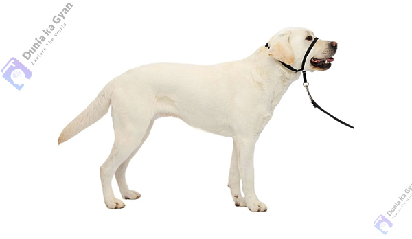 PetSafe Gentle Leader Headcollar