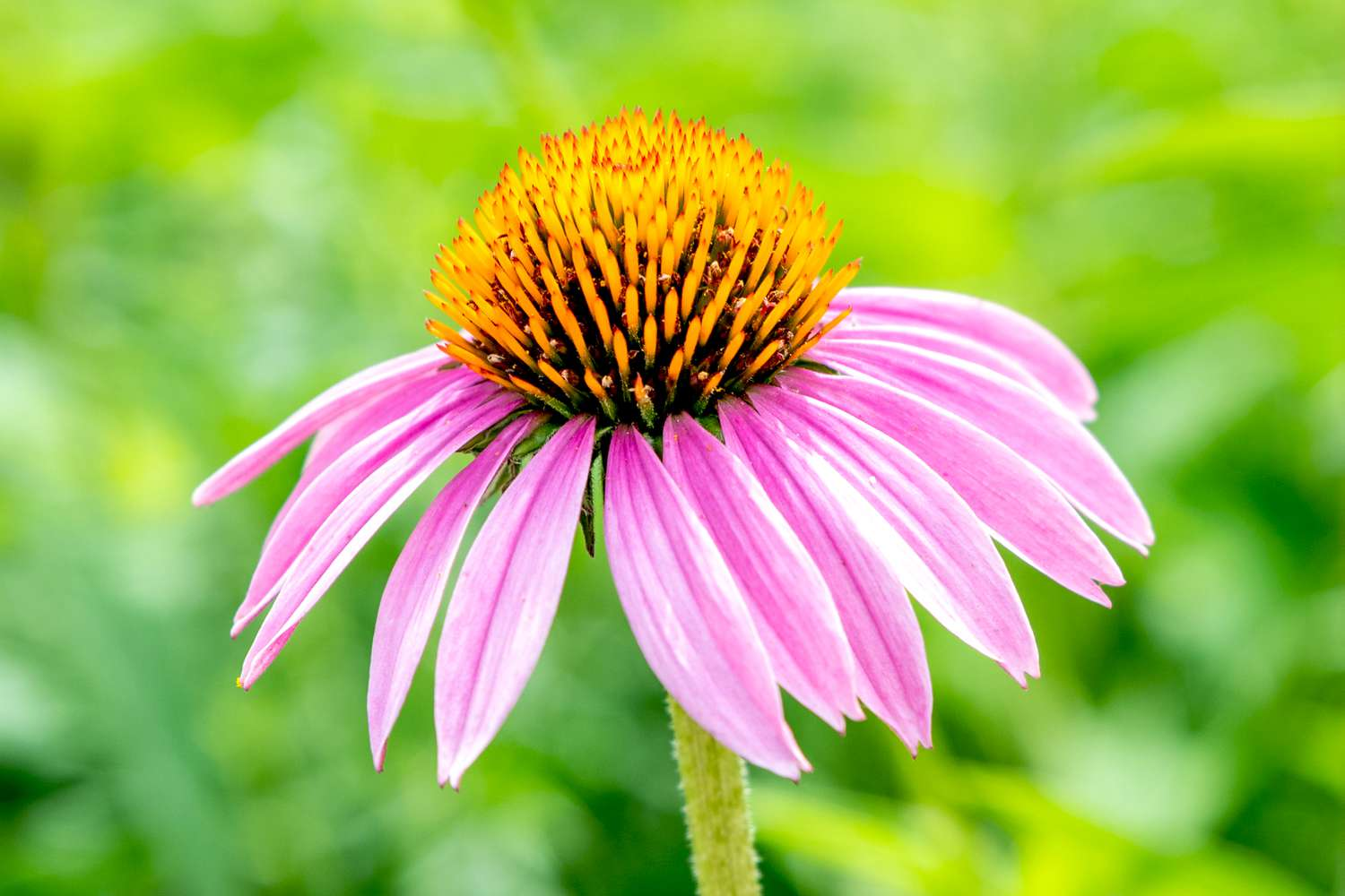 Coneflowers Flower Structure 