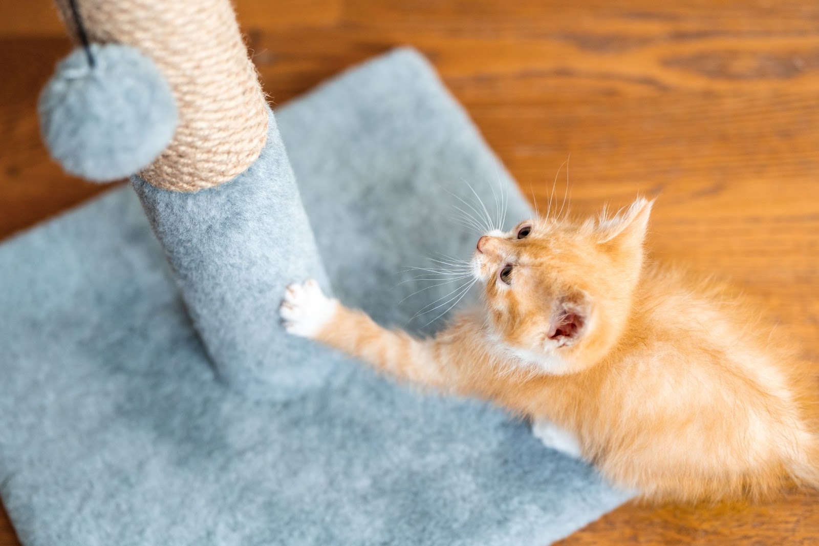 A small orange kitten playing with a scratching post, perfect for cat owners in need of interactive and essential cat supplies for a new cat.