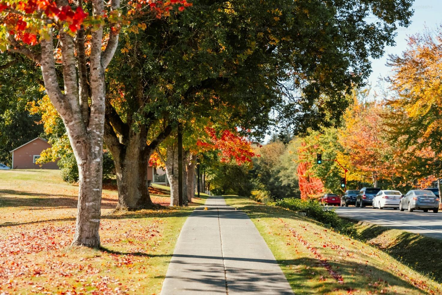 A tree lined street with cars parked on the side of it