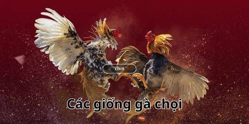 Hai giống chiến kê có ngoại hình khác biệt