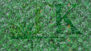 Top Reasons to Choose Artificial Grass Tampa Statewide