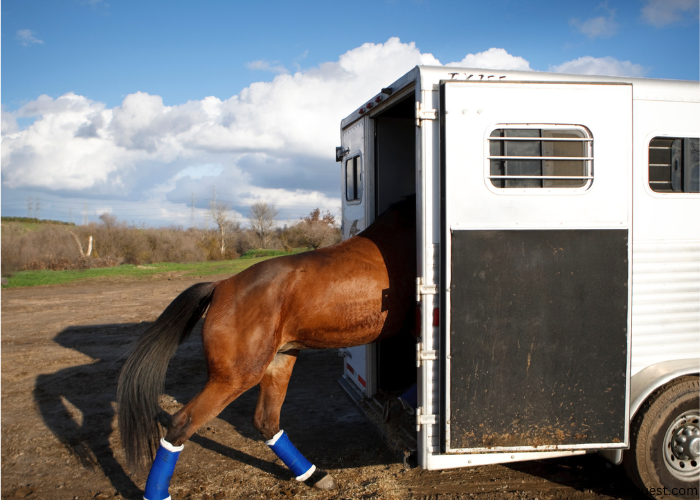 Horse Trailer Brands