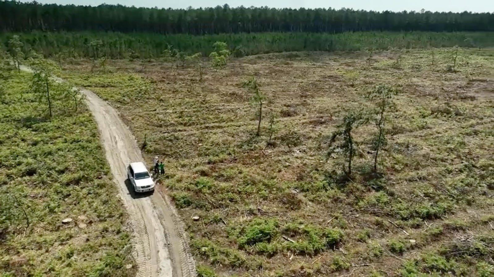 Près de Mimizan, un pan entier de forêt dévasté par les coupes rases du groupe Gascogne (image Sur le front, Winter Productions)