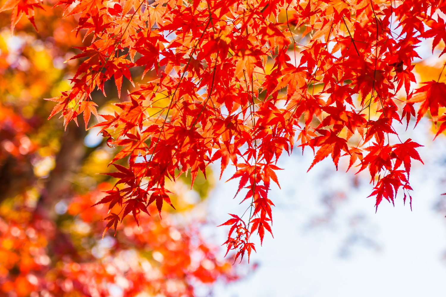 How to Prune a Japanese Maple
