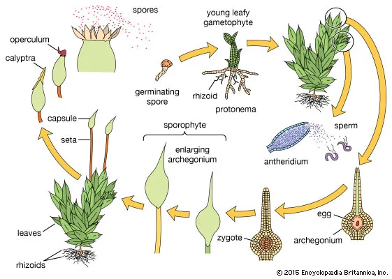 Life Cycle of Moss