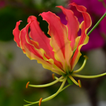lily flower name in hindi