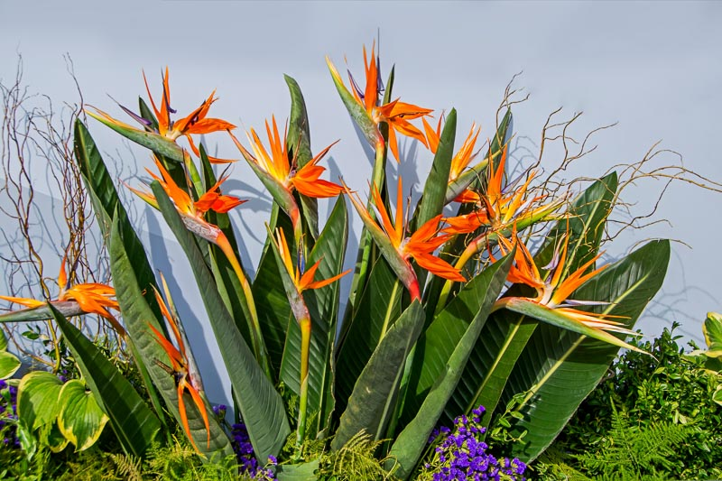 benefits of White Bird of Paradise