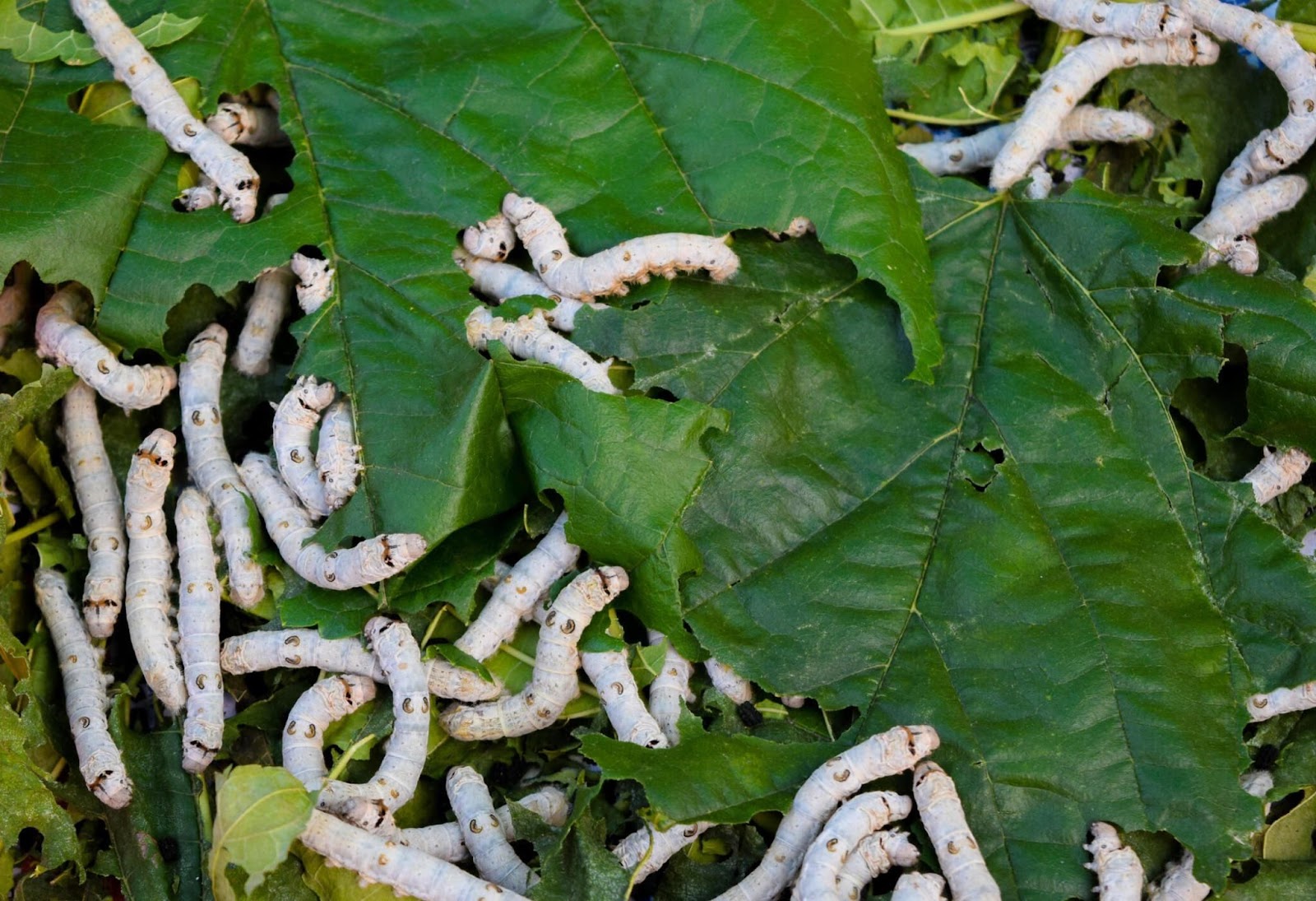 silkworm eating mulbery leaves