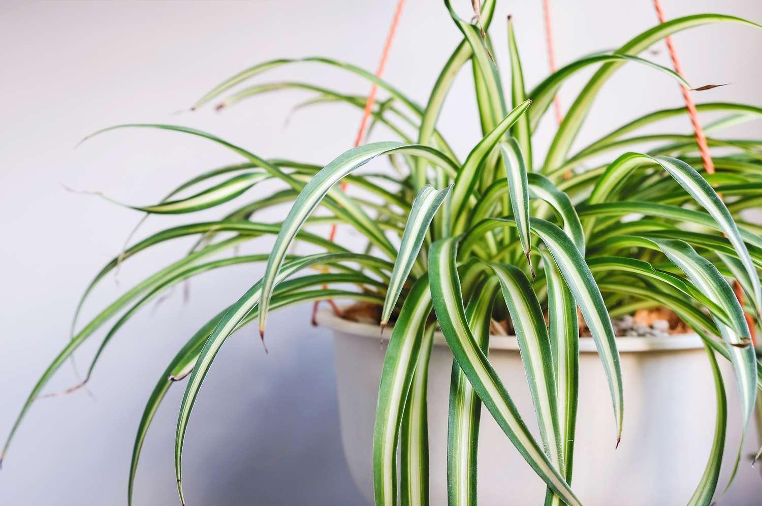 Spider Plant Care