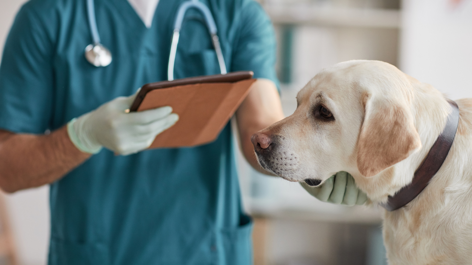 Vet Consulting a Labrador